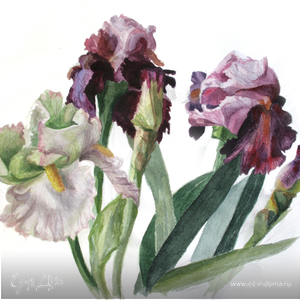 Фотография профиля