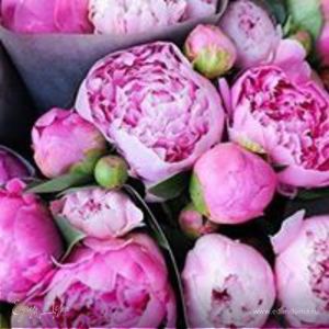 Фотография профиля