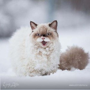 Фотография профиля