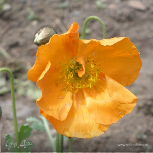 Фотография профиля