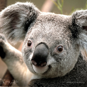 Фотография профиля