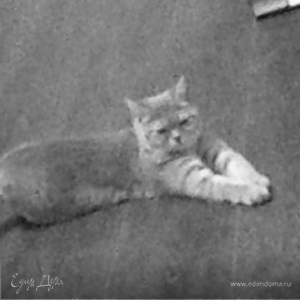 Фотография профиля