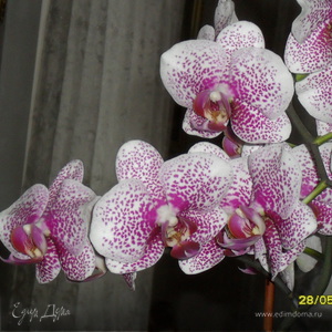 Фотография профиля