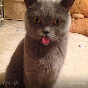 Фотография профиля