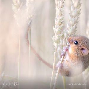 Фотография профиля