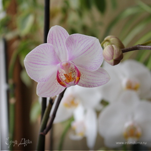 Фотография профиля