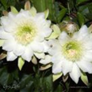 Фотография профиля