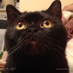 Фотография профиля