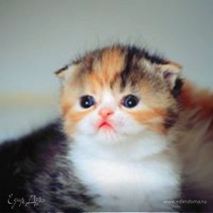 Фотография профиля