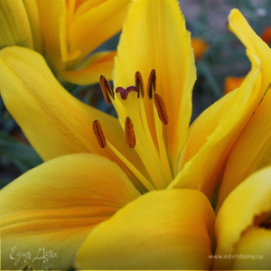 Фотография профиля