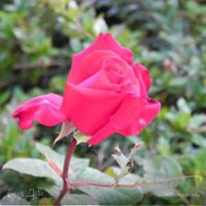 Фотография профиля