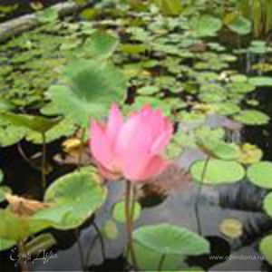 Фотография профиля