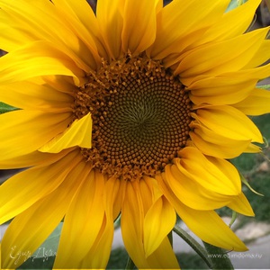 Фотография профиля