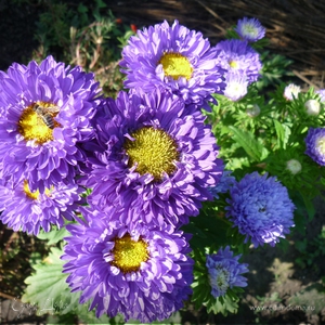 Фотография профиля