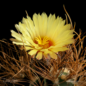 Фотография профиля