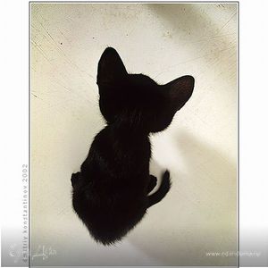 Фотография профиля