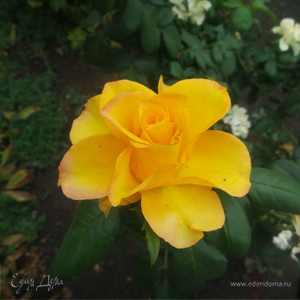 Фотография профиля