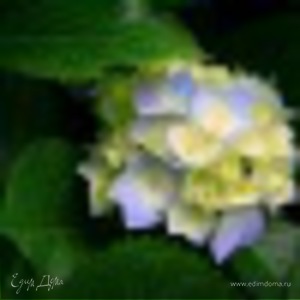 Фотография профиля