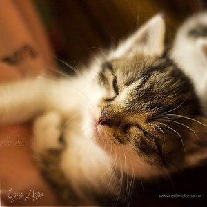 Фотография профиля