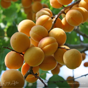 Фотография профиля