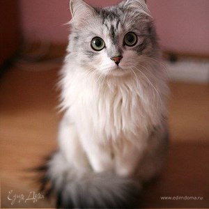 Фотография профиля