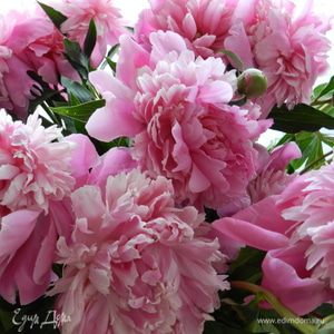 Фотография профиля