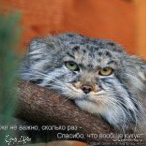 Фотография профиля