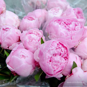 Фотография профиля