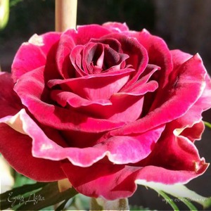 Фотография профиля