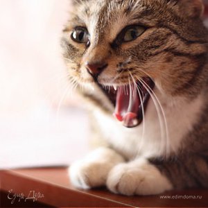 Фотография профиля