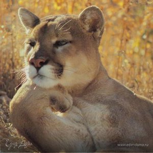 Фотография профиля