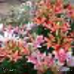 Фотография профиля