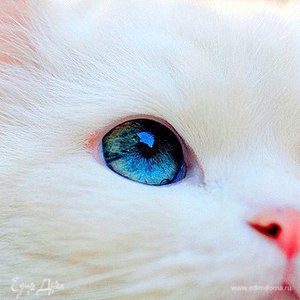 Фотография профиля