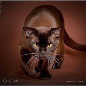 Фотография профиля