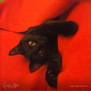 Фотография профиля