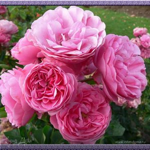 Фотография профиля