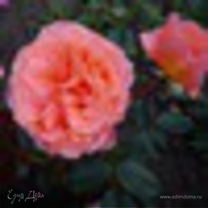 Фотография профиля