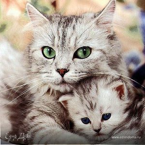 Фотография профиля