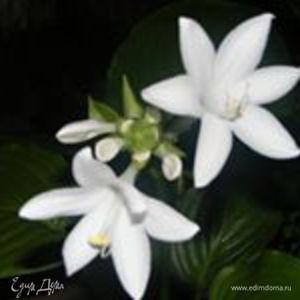 Фотография профиля