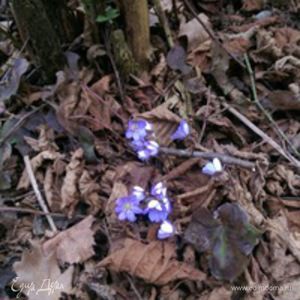 Фотография профиля