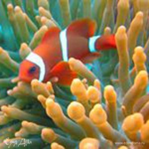 Фотография профиля