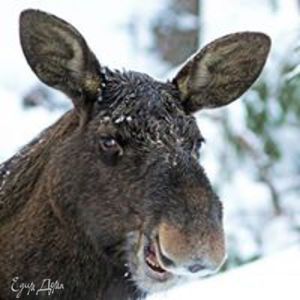 Фотография профиля