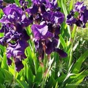 Фотография профиля