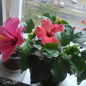 Фотография профиля