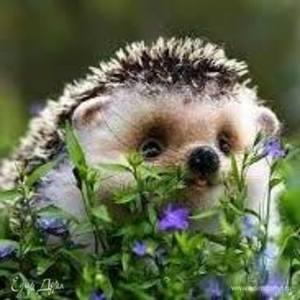 Фотография профиля