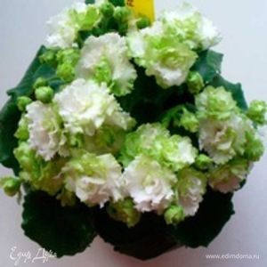 Фотография профиля