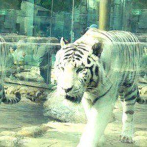 Фотография профиля