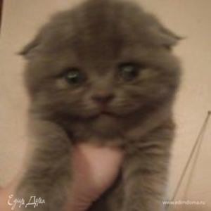 Фотография профиля