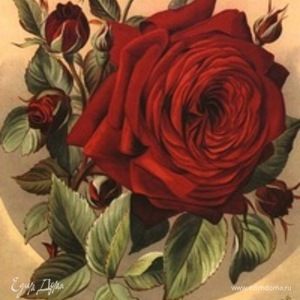 Фотография профиля