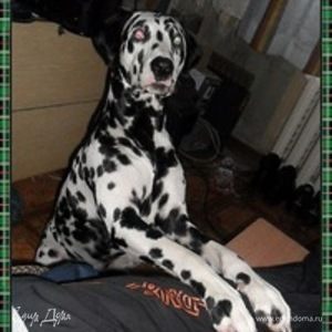 Фотография профиля